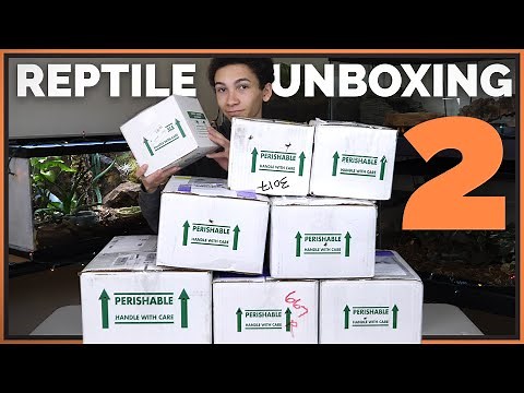 Unboxing More Reptiles! 9 New Injured and Rehomed Animals