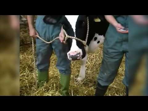 Cattle restraint methods