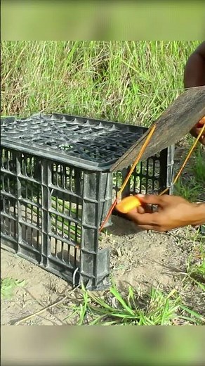 Build a SUPER Easy Rabbit Trap Using a Plastic Basket