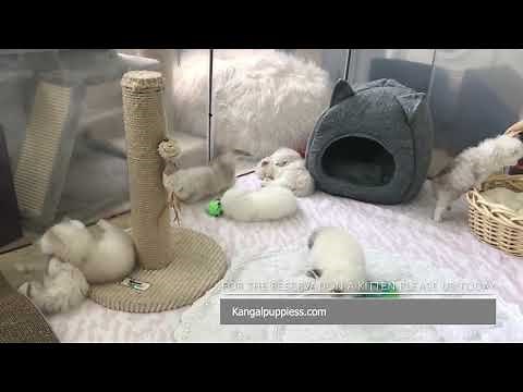 Munchkin Cat For Sale (#1 Place To Buy Munchkin Kittens For Sale)