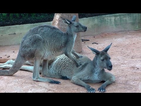 Kangaroo Sounds - Noises
