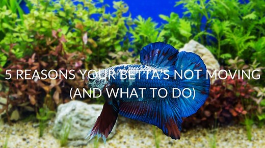 Betta Fish Not Moving: How To Diagnose 15 Common Reasons