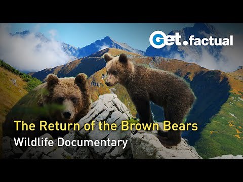 The Return of the Bears | Full Wildlife Documentary