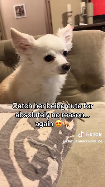 #creatorsearchinsights The Adorable Antics of Fluffy Chihuahuas. #fluffychihuahua #chihuahualove #petsoftiktok #funnydog #chihuahuasofinstagram #chihuahuasoftiktok