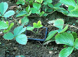 Multiplier le fraisier : 5 astuces pour réussir votre culture !