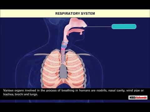 Respiration in Organisms | Class 7
