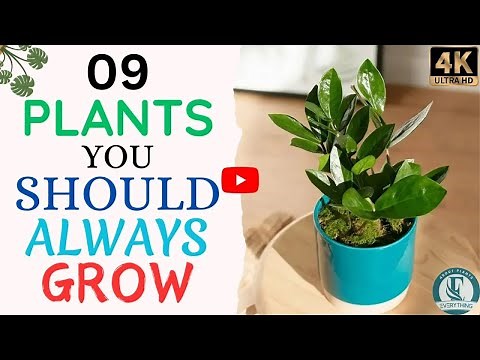 9 Indoor Plants You Should Always Grow | Easy Indoor Plant Care Tips | Everything About Plants.