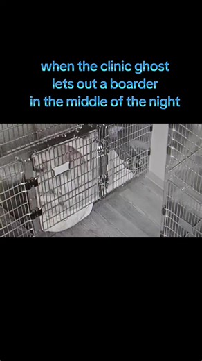 Our clinic ghost letting out a boarder in the middle of the night. #ghost #haunted #veterinarymedicine #hauntedtiktoks #forfun do I really think a ghost let her out?! Who knows? But we got several fun videos with weird things happening around the hospital.