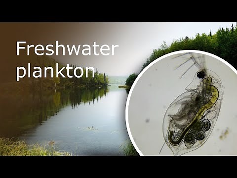 Freshwater Plankton Under a Microscope: Algae, Daphnia and Copepods