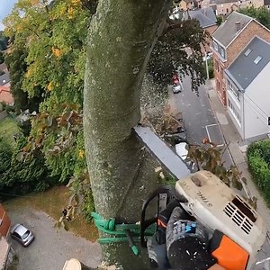 20K views · 377 reactions | Clear the branches of a large oak tree | Damian Keith | Facebook