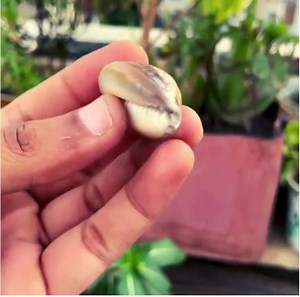 Brown Cowrie Shells: African Sea Shells, Set of 10, Craft & Decor - Etsy