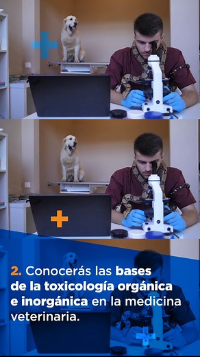 Si amas y buscas preservar el bienestar de las especies, esta es tu oportunidad de estudiar y convertirte en un Médico Veterinario. #veterinaria #petlovers #reelsvideo #UNITEC | UNITEC