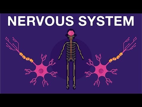 Nervous System - Get to know our nervous system a bit closer, how does it works? | Neurology