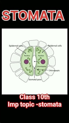 1. 🌿 Stomata – Definition and Functions Explained | Class 10 Science | Shikshadeep