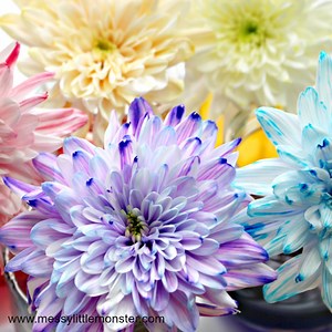 Colour Changing Flowers Science Experiment - A fun science project for kids