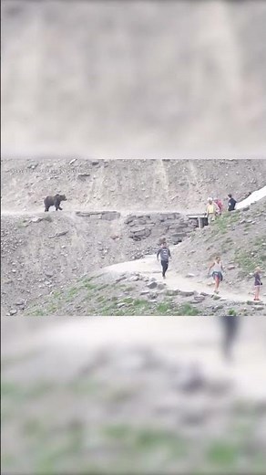 Caught on camera: Grizzly bear walks toward group of hikers in Montana