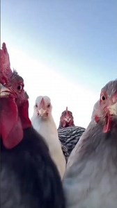 Jangan terlalu tegang berjalan dimuka bumi, kami siap menghibur 🤗 #quote #ayam #pet #farm #chicken