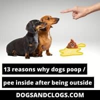 13 Reasons Why Dogs Poop / Pee Inside After Being Outside