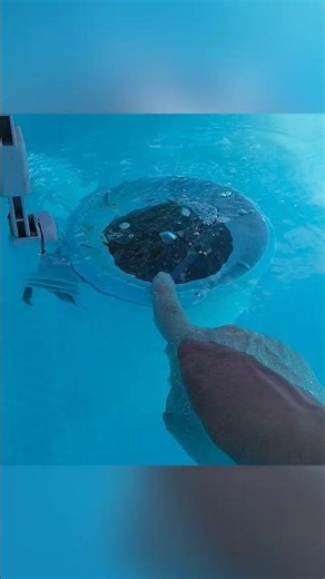 Skimmer Intex : la bonne hauteur du panier flottant | Piscineco.fr