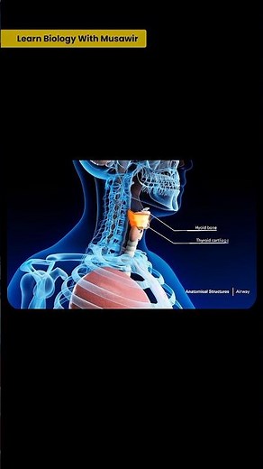 Neck Anatomy 3D animation 02 | #anatomy #animation
