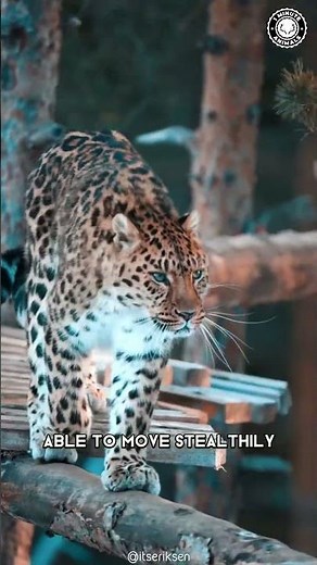 Amur Leopard 🐆 The Most Endangered Big Cat!