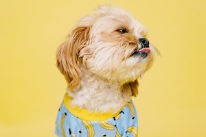 Clap Snap★クラップ・スナップをカタカナで歌ってみよう～アイコナ・ポップ～