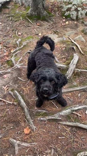 Pepper’s Problems: She Wants a Treat and She Wants It NOW! 🍪😂