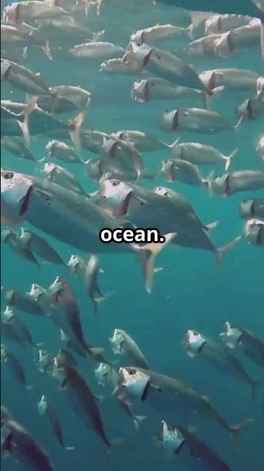 Mackerel The Ocean's Speedster!