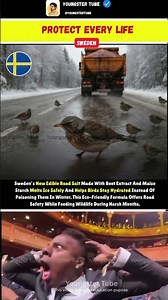 🌍 Sweden’s Gentle Winter Salt That Protects Birds While Clearing Ice ❄️🕊️