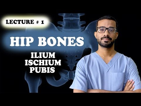 Hip Bones Anatomy | Pelvic Bone Structure Explained Simply