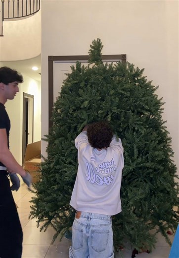 Setting up my first Christmas tree in my first home🎄🤍 #christmasdecor #christmas #bloompartner @Bloom Nutrition