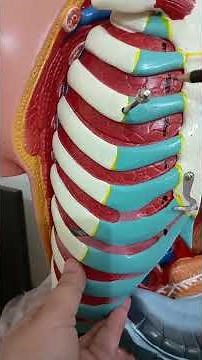 The diaphragm: Blood supply #diaphragm