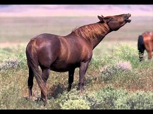 Horse Snorting - Sound Effect