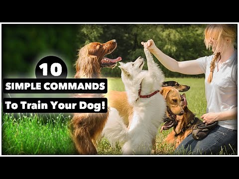 Mastering Basic Dog Training Commands: A Step-by-Step Guide