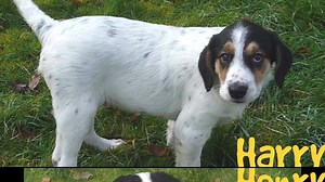 6.8K views · 57 reactions | Little Harry & Henry are 13-week-old Collie crosses who are looking for their Forever Homes! If you're interested in adopting either of them, please visit our Rehoming Centre in Finglas  | Dogs Trust Ireland | Facebook