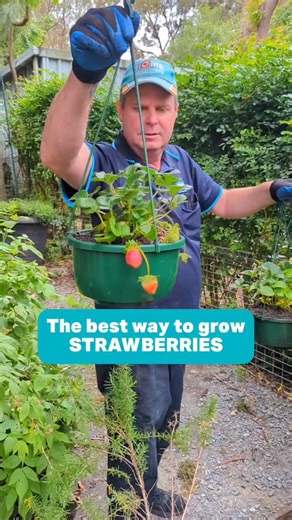 Blackwood Home Hardware on Instagram: "🍓 In this video, Damien talks about how to grow strawberries. Follow us @homehardwareblackwood for gardening tips and general gardening advice, especially if you live in the Adelaide Hills. 📍 We're located in Blackwood, South Australia 👉To buy our products, shop in store or call 8278 2171 to order. Sunday 9 am–5 pm Monday - Friday 8:30 am–5:30 pm Saturday 8:30 am–5 pm 🛻We offer FREE delivery within 10 km. T's and C's apply. 🧤🌞 Happy gardening! 🌿 Gard