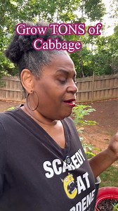 293K views · 14K reactions | The LAZIEST Way to Grow TONS of Cabbage!...