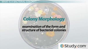 Bacterial Colony & Colony Morphology | Characteristics & Examples