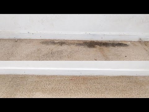How To Clean Mold/Mildew From Carpet