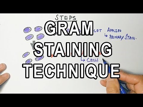 Gram Staining | Mechanism & Procedure