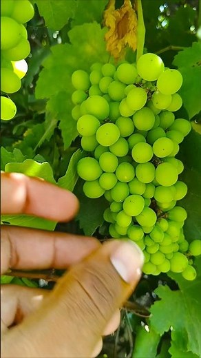 Fresh Green Grapes Harvest 🍇 | You Won’t Believe How Perfect They Look! 😍