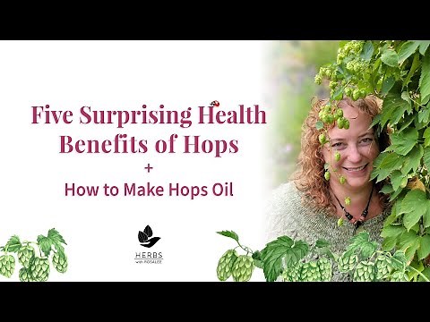 Medicinal Hops Benefits | Humulus lupulus + Hops Oil Recipe