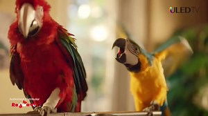 43K views · 113 reactions | ނޫން ސަމާސާއެއް ނުކުރަން، އެއީ ހަމަ އަސްލު! TV never felt so real! With Hisense experience true realism. | Redwave | Facebook