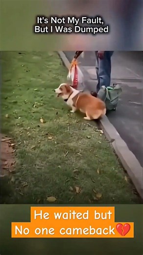 Please don't do this 🥺 #shorts #youtubeshorts #anmals #viral #fyp #dog #labrador #pets #explore #yt