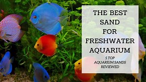 Choosing The Right Sand For Your Freshwater Aquarium