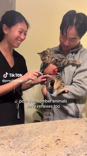 Reflexes of Cats: Exploring Feline Responses