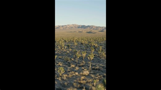Joshua Tree Revealed: A Drone's Eye View.