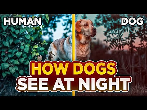 What Do Dogs really See at Night with Their Night Vision#frenchbulldog #dogvision #caninenightvision