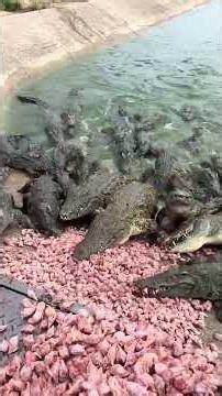 Daily feeding crocodiles #shorts #crocodile #animals #wildlifeentertainment