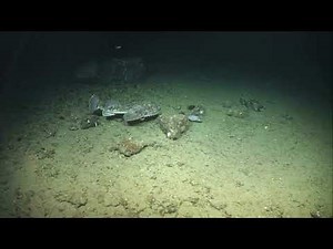 Monkfish (Lophius) swimming in deep Atlantic west of Ireland, SeaRover (Marine Institute)